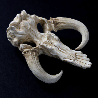 Star Wars Mandalorian Mythosaur Skull 5" Prop Replica Statue